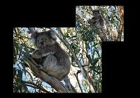  These koalas were up in the trees at a Kennett River campsite we checked out.
